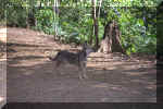 427_Ecuador_Jungle_Dog_01.jpg (68201 bytes)