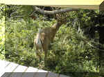 FI Deer 1999 007.JPG (62680 bytes)
