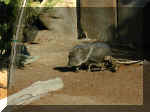 San Diego Zoo 0007_001.JPG (218102 bytes)