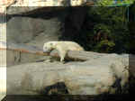 San Diego Zoo 0007_004.JPG (207320 bytes)