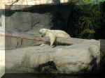 San Diego Zoo 0007_006.JPG (201223 bytes)