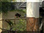 San Diego Zoo 0007_036.JPG (212601 bytes)