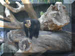 San Diego Zoo 0007_044.JPG (224876 bytes)