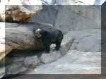 San Diego Zoo 0007_050.JPG (226451 bytes)