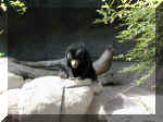 San Diego Zoo 0007_061.JPG (216483 bytes)