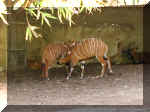 San Diego Zoo 0007_063.JPG (220078 bytes)