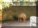 San Diego Zoo 0007_064.JPG (218132 bytes)