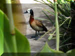 San Diego Zoo 0007_076.JPG (204718 bytes)