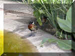San Diego Zoo 0007_077.JPG (227982 bytes)