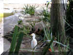 San Diego Zoo 0007_082.JPG (213184 bytes)