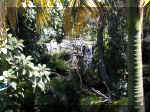 San Diego Zoo 0007_086.JPG (227359 bytes)