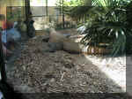 San Diego Zoo 0007_120.JPG (211973 bytes)